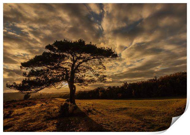 Sunset taken in The New Forest at Bolderwood Print by Stewart Arnold