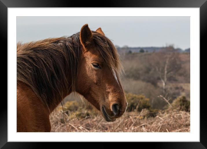  Wildlife image captured in The New Forest #2 Framed Mounted Print by Stewart Arnold