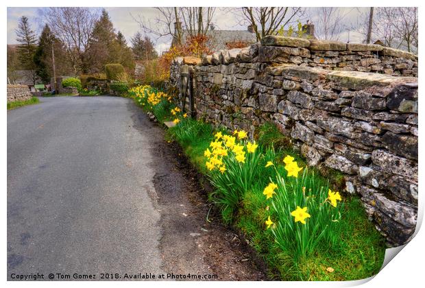 Daffodils in Orton Village Print by Tom Gomez