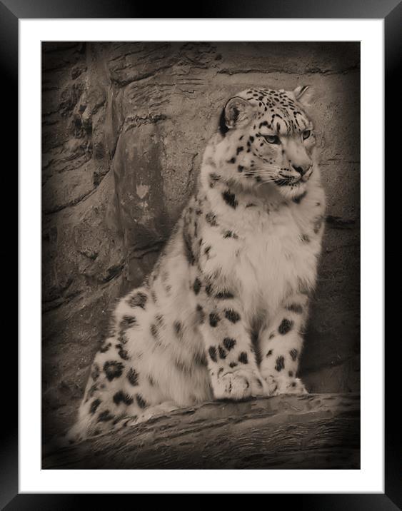 Snow Leopard once seen... Framed Mounted Print by Lauren Meyerink