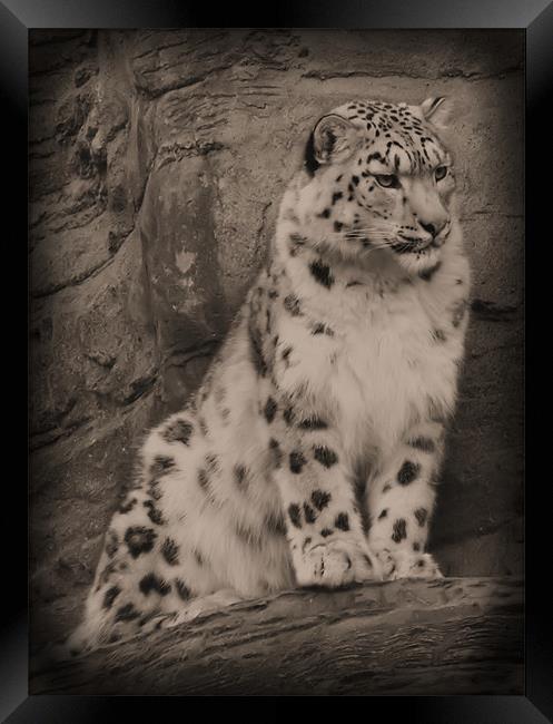 Snow Leopard once seen... Framed Print by Lauren Meyerink