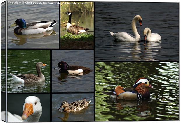 Wildfowl Collage Canvas Print by Chris Day