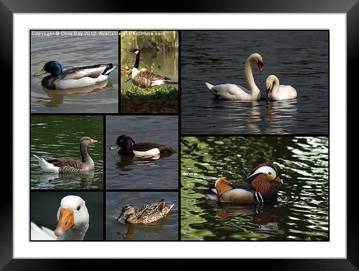 Wildfowl Collage Framed Mounted Print by Chris Day