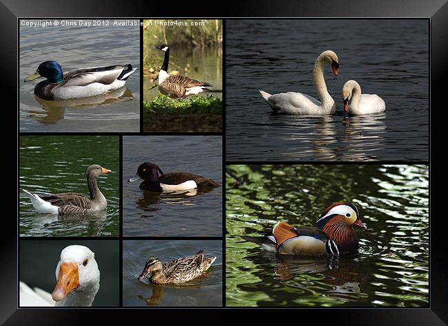 Wildfowl Collage Framed Print by Chris Day