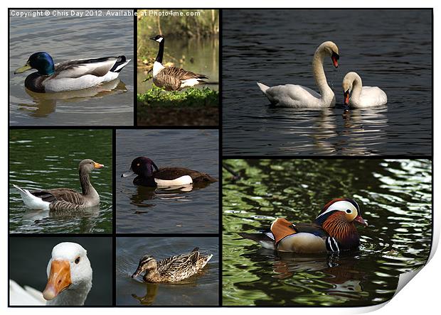Wildfowl Collage Print by Chris Day