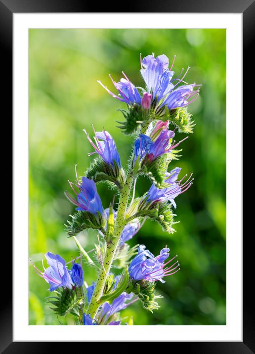 Viper's-bugloss Echium vulgare Framed Mounted Print by North Wales Photography