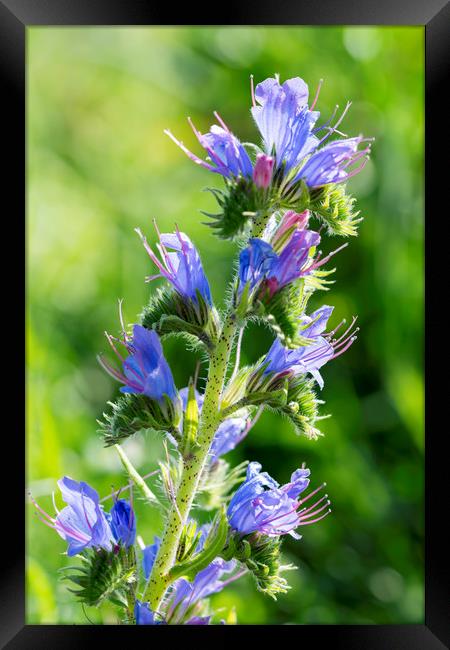 Viper's-bugloss Echium vulgare Framed Print by North Wales Photography