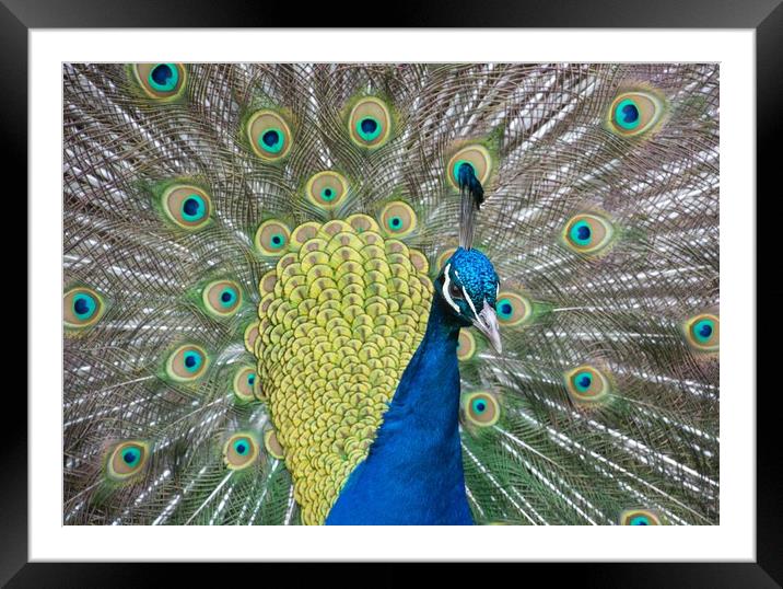 The Mesmerizing Peacock Display Framed Mounted Print by Stuart Jack