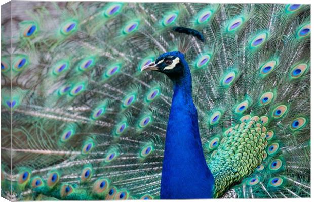 Strutting Peacock Display Canvas Print by Stuart Jack