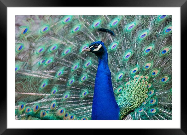 Strutting Peacock Display Framed Mounted Print by Stuart Jack