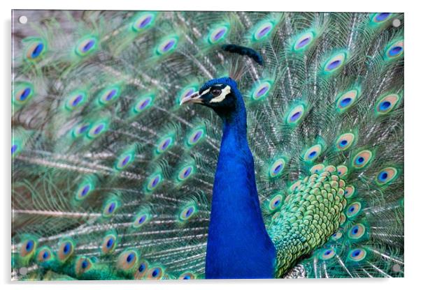 Strutting Peacock Display Acrylic by Stuart Jack