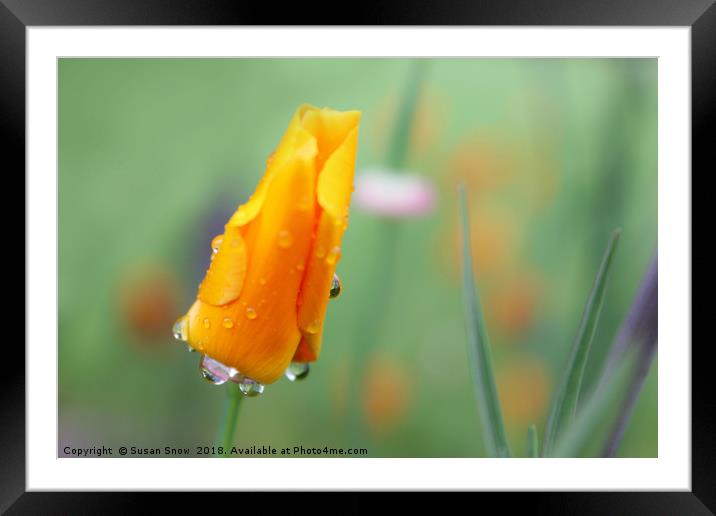 Water Droplets on a California Poppy Framed Mounted Print by Susan Snow
