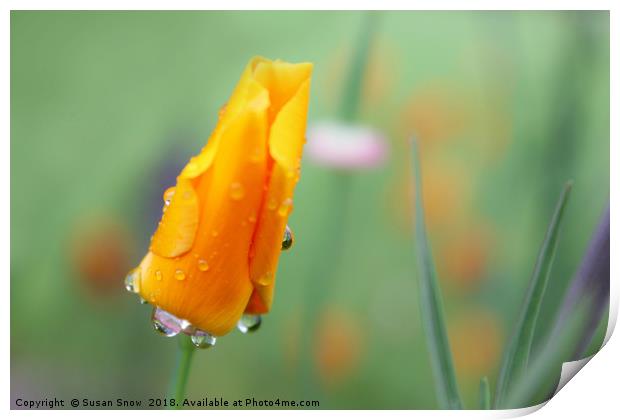 Water Droplets on a California Poppy Print by Susan Snow