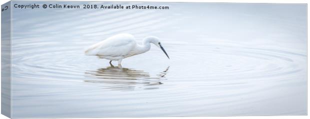 Egret Fishing Canvas Print by Colin Keown
