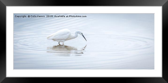 Egret Fishing Framed Mounted Print by Colin Keown
