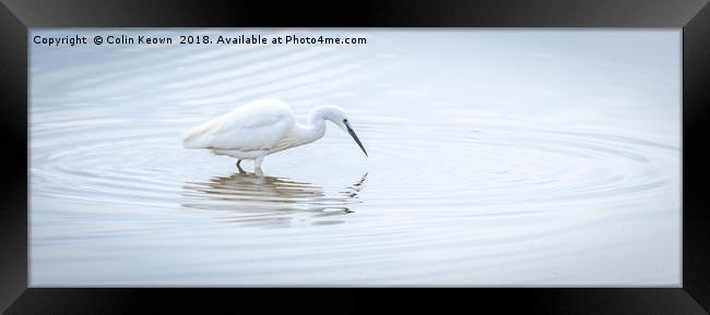 Egret Fishing Framed Print by Colin Keown