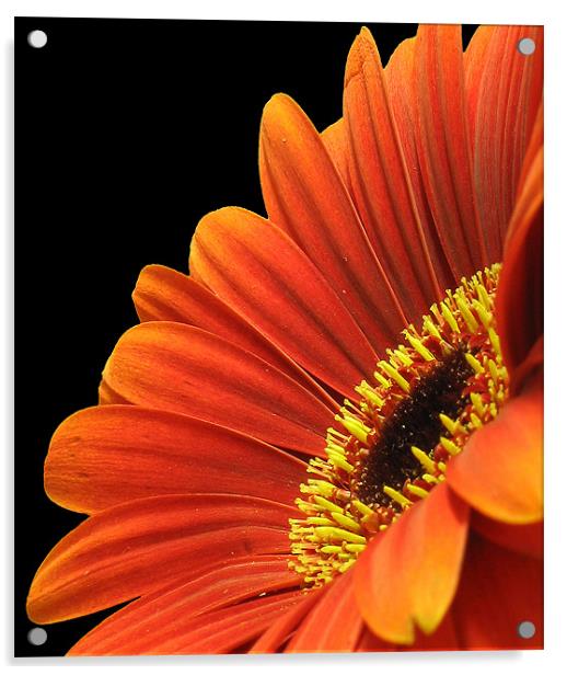 Gerbera in orange Acrylic by Graham Piper