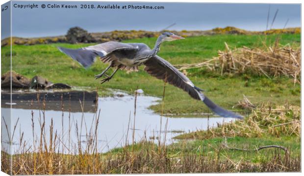 Heron in Flight Canvas Print by Colin Keown