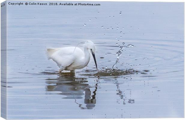 Egret water figure Canvas Print by Colin Keown