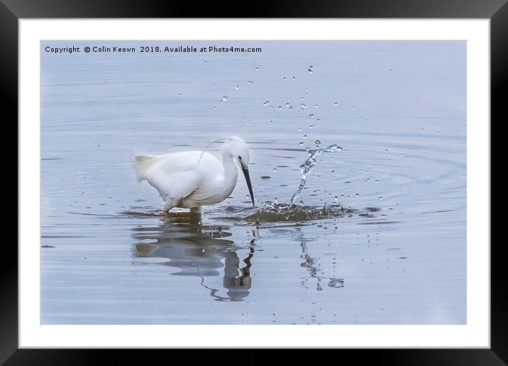 Egret water figure Framed Mounted Print by Colin Keown