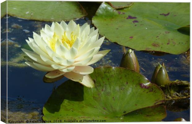 Water Lily  Canvas Print by Karen Spence