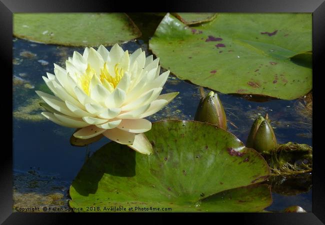 Water Lily  Framed Print by Karen Spence