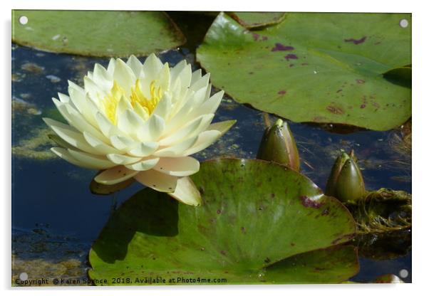Water Lily  Acrylic by Karen Spence