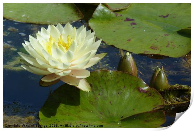 Water Lily  Print by Karen Spence