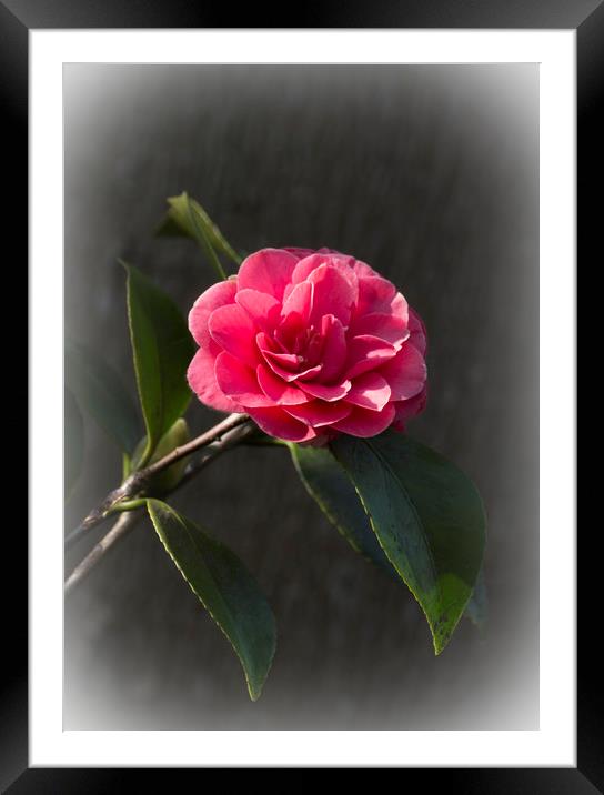 Pink Camellia Framed Mounted Print by Philip Enticknap