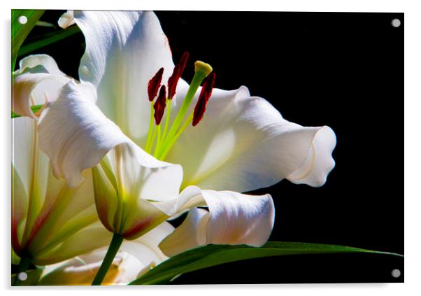 White Lilium Acrylic by Philip Enticknap
