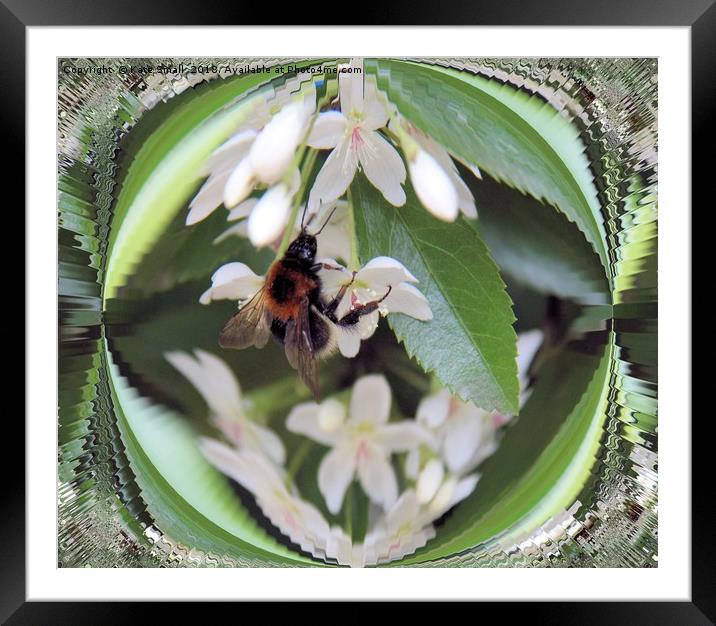 Hello little bee, got any honey for me? Framed Mounted Print by Kate Small