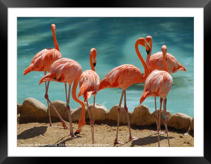 A group of Flamingos Framed Mounted Print by Roger Utting
