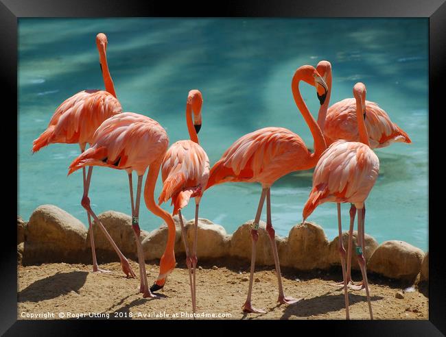 A group of Flamingos Framed Print by Roger Utting