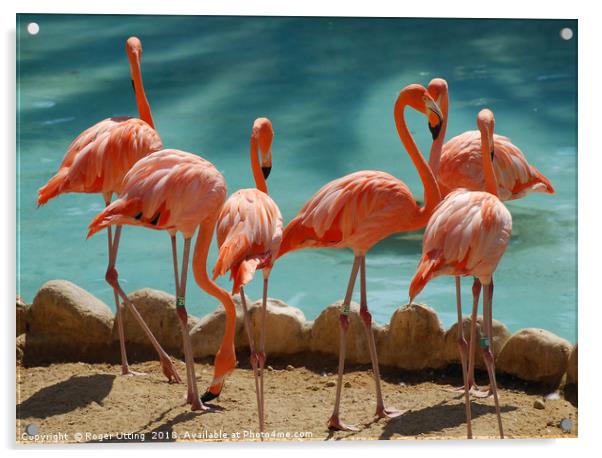 A group of Flamingos Acrylic by Roger Utting