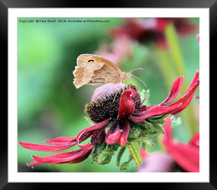 From the order Lepidoptera, Framed Mounted Print by Kate Small