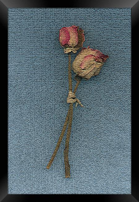 Paper roses Framed Print by Graham Piper