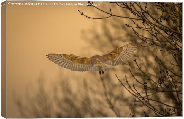Barn Owl at Sunset Canvas Print by Steve Morris