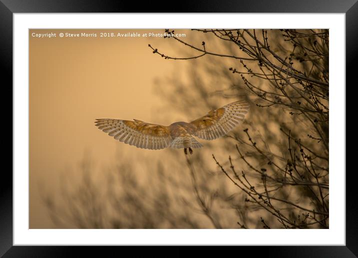 Barn Owl at Sunset Framed Mounted Print by Steve Morris