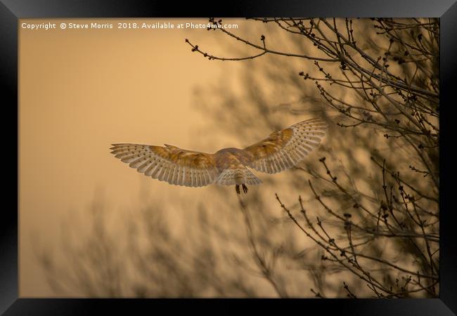Barn Owl at Sunset Framed Print by Steve Morris
