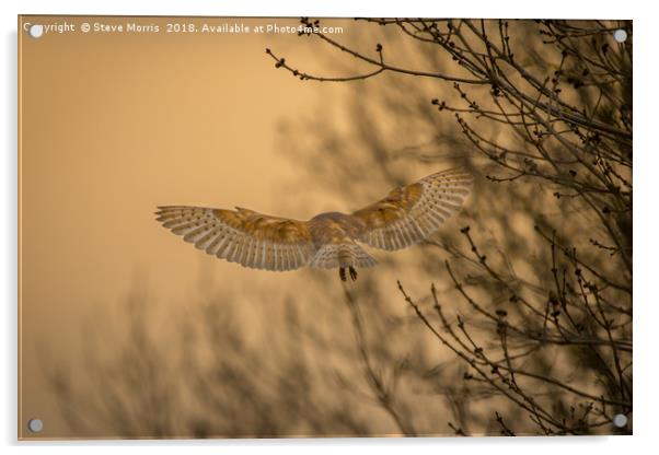 Barn Owl at Sunset Acrylic by Steve Morris