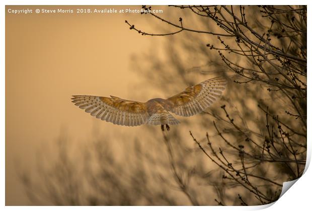 Barn Owl at Sunset Print by Steve Morris