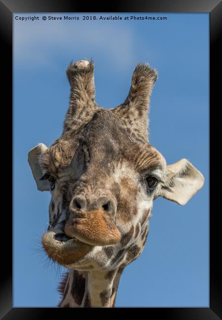 Giraffe Framed Print by Steve Morris