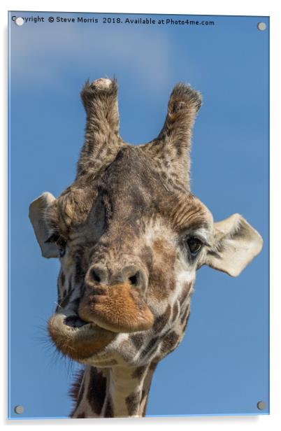 Giraffe Acrylic by Steve Morris
