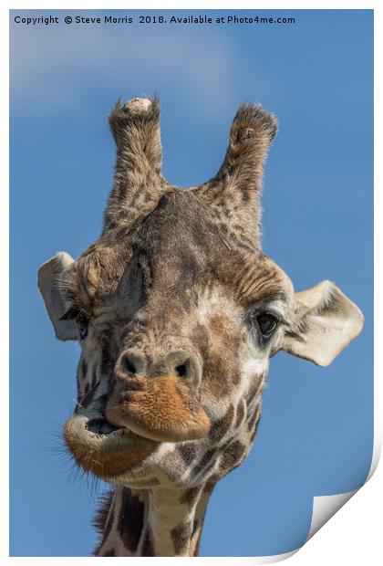 Giraffe Print by Steve Morris