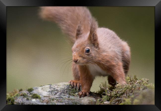 Red squirrel Framed Print by Alan Tunnicliffe