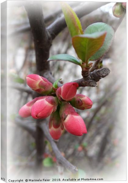 wild quince blooming Canvas Print by Marinela Feier