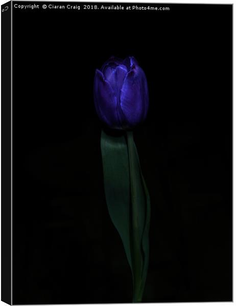 Purple Tulip  Canvas Print by Ciaran Craig