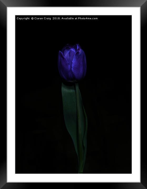 Purple Tulip  Framed Mounted Print by Ciaran Craig