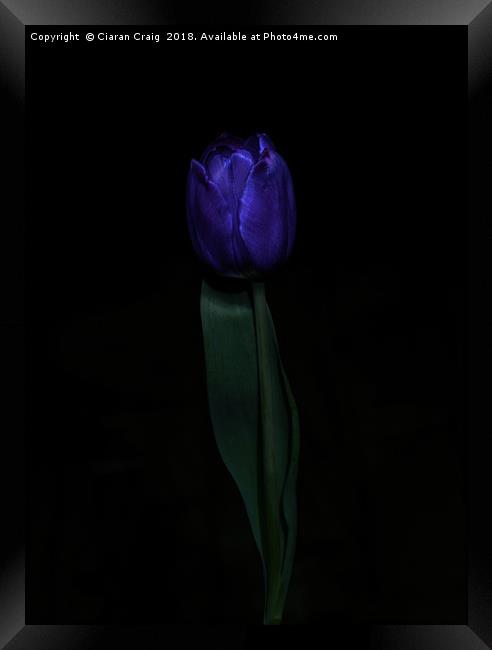 Purple Tulip  Framed Print by Ciaran Craig