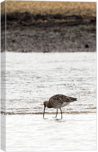 Curlew Canvas Print by Tony Bates
